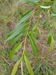 Attēlu rezultāti vaicājumam “Salix Vetrix”