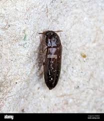 Attēlu rezultāti vaicājumam “Melandryidae”