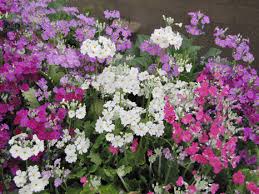 Image result for Primula malacoides