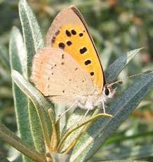 Attēlu rezultāti vaicājumam “Lycaena phlaeas underside”