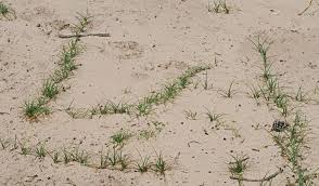 Attēlu rezultāti vaicājumam “Carex arenaria  flower”