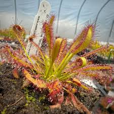 Image result for Drosera