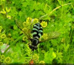Attēlu rezultāti vaicājumam “Didea alneti”