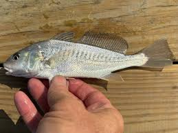 Image result for Micropogonias undulatus