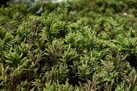 Attēlu rezultāti vaicājumam “Thamnobryum alopecurum”