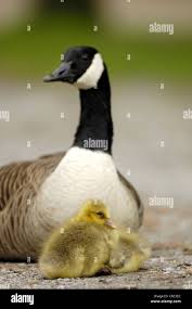 Attēlu rezultāti vaicājumam “Branta canadensis adult”