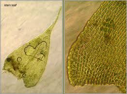 Attēlu rezultāti vaicājumam “Isothecium myosuroides”