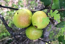 Attēlu rezultāti vaicājumam “Andricus quercuscorticis”