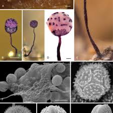 Attēlu rezultāti vaicājumam “Cribraria ferruginea”