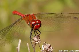 Attēlu rezultāti vaicājumam “Sympetrum sanguineum”