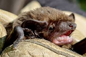 Attēlu rezultāti vaicājumam “Nyctalus leisleri”