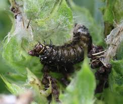 Attēlu rezultāti vaicājumam “Aphelia paleana larva”