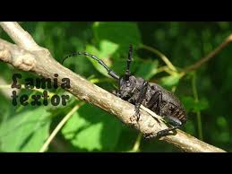 Attēlu rezultāti vaicājumam “Lamia textor”