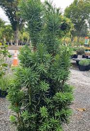 Attēlu rezultāti vaicājumam “Taxus”