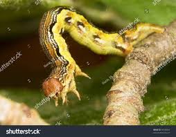 Attēlu rezultāti vaicājumam “Erannis defoliaria larva”