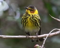 Image result for Dendroica tigrina