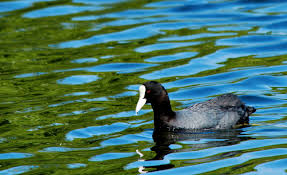 Attēlu rezultāti vaicājumam “Fulica atra”