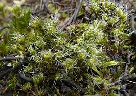 Attēlu rezultāti vaicājumam “Campylopus pyriformis sporophyte”