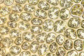 Attēlu rezultāti vaicājumam “Isopaches bicrenatus”