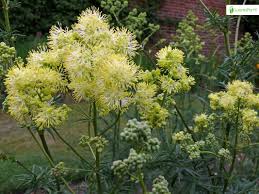 Attēlu rezultāti vaicājumam “Thalictrum lucidum”