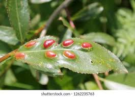 Attēlu rezultāti vaicājumam “Pontania proxima”