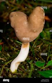 Attēlu rezultāti vaicājumam “Helvella elastica”