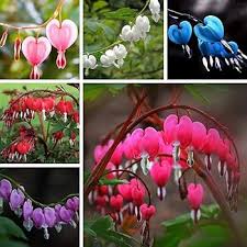 Image result for tränendes Herz