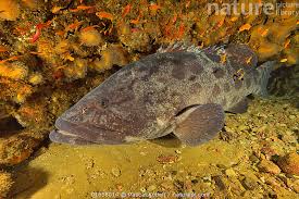 Image result for Epinephelus tukula