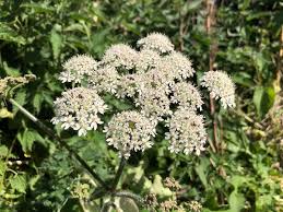 Attēlu rezultāti vaicājumam “Heracleum sphondylium subsp. sibiricum fruit”