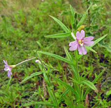 Attēlu rezultāti vaicājumam “Epilobium palustre”