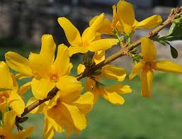 Attēlu rezultāti vaicājumam “Forsythia suspensa flower”