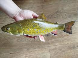 Image result for Salvelinus fontinalis