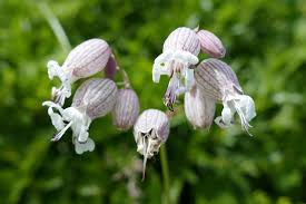 Image result for Silene vulgaris