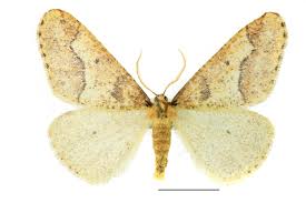 Attēlu rezultāti vaicājumam “Erannis defoliaria”