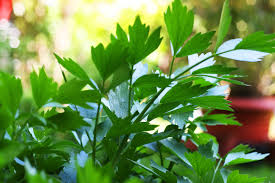 Image result for Liebstöckel