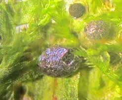 Attēlu rezultāti vaicājumam “Cribraria rubiginosa spores”