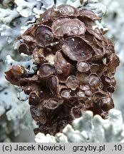 Attēlu rezultāti vaicājumam “Cetraria sepincola”