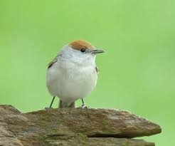 Attēlu rezultāti vaicājumam “Sylvia atricapilla”