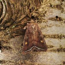 Attēlu rezultāti vaicājumam “Autographa pulchrina”