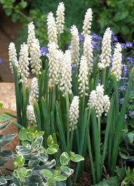 Attēlu rezultāti vaicājumam “Muscari botryoides flower”