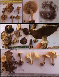 Attēlu rezultāti vaicājumam “Marasmius sp.”