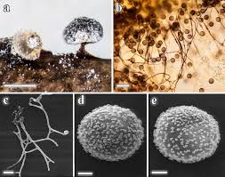 Attēlu rezultāti vaicājumam “Didymium sp.”