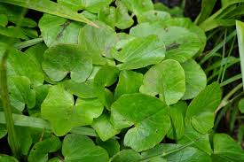 Attēlu rezultāti vaicājumam “Ficaria verna”