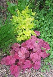Image result for Heuchera Metallica