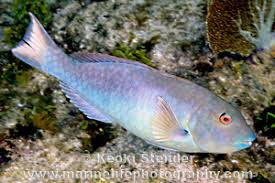 Image result for Sparisoma rubripinne