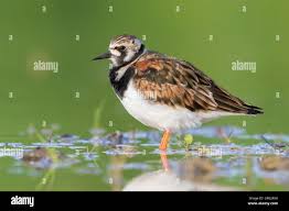 Attēlu rezultāti vaicājumam “Arenaria interpres adult”