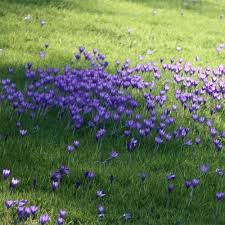 Attēlu rezultāti vaicājumam “Crocus speciosus”