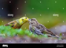 Attēlu rezultāti vaicājumam “Emberiza citrinella juvenile”