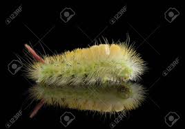 Attēlu rezultāti vaicājumam “Calliteara pudibunda larva”