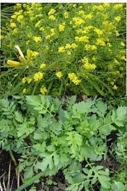 Attēlu rezultāti vaicājumam “Rorippa sylvestris flower”